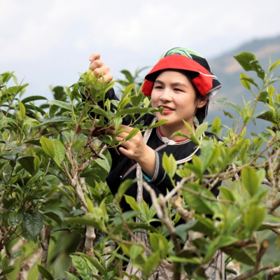 Trà Shan tuyết cây cổ thụ tại Tà Xùa