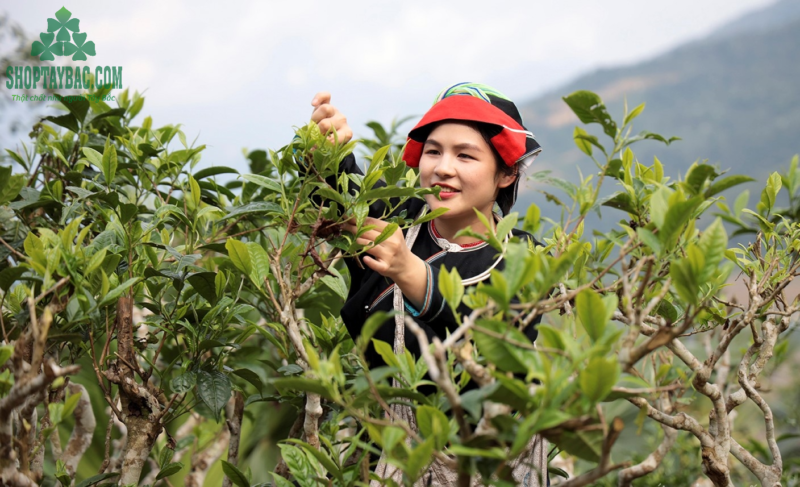 Trà Shan Tuyết Tà Xùa