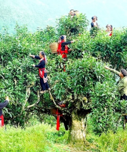 Trà được người đồng bào thu hái từ những cây trà cổ thụ trăm tuổi