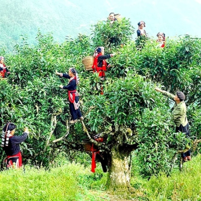 Trà được người đồng bào thu hái từ những cây trà cổ thụ trăm tuổi