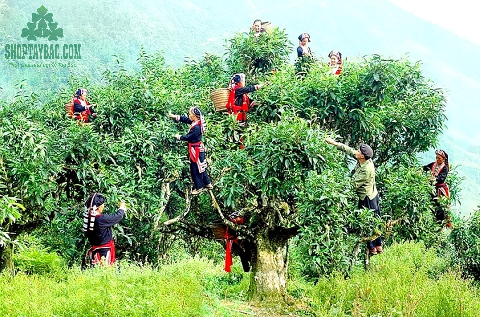Trà được người đồng bào thu hái từ những cây trà cổ thụ trăm tuổi