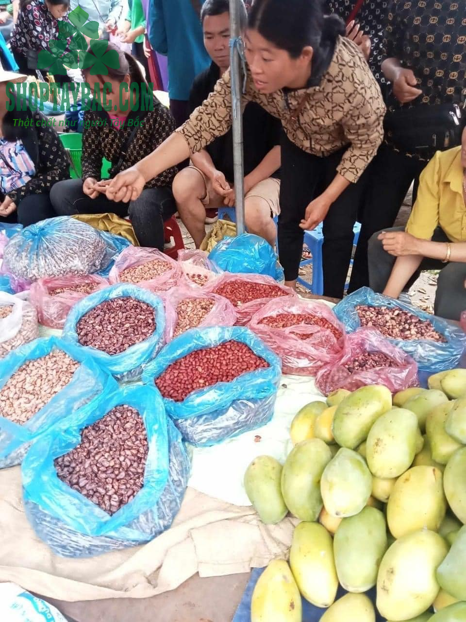 Lạc đỏ Tây Bắc Bắc Hà