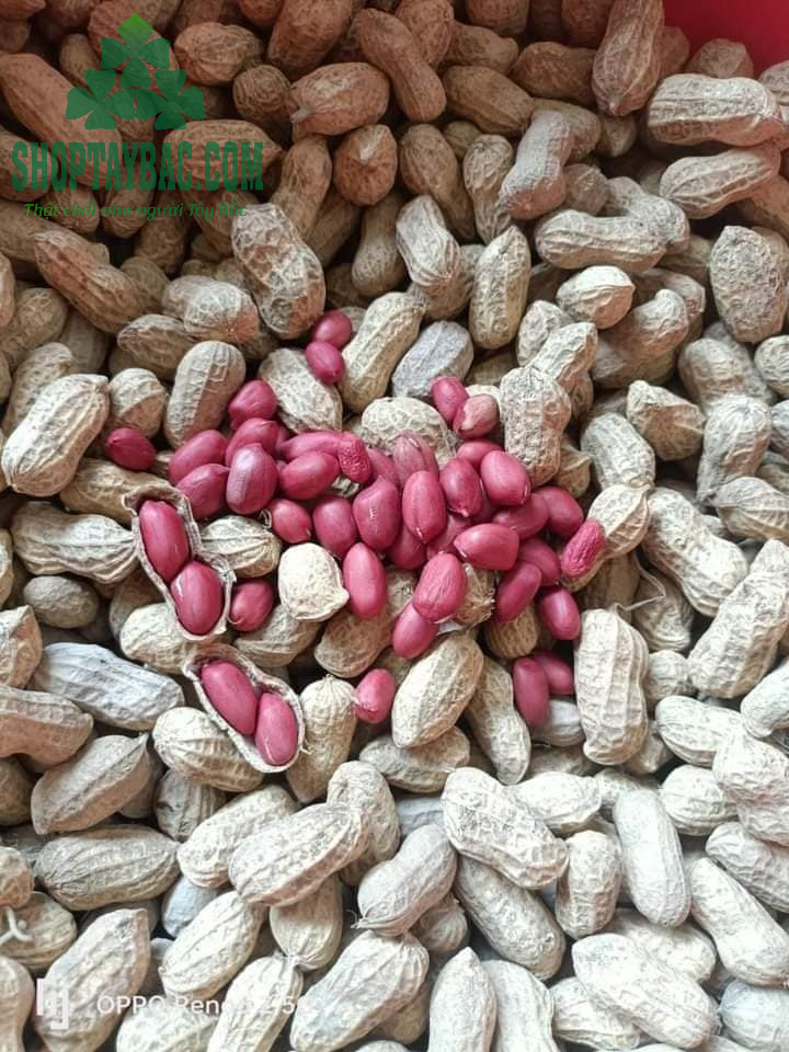Lạc đỏ Bắc Hà loại 1