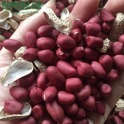 Lạc đỏ Bắc Hà thu hoạch bảo quản tự nhiên
