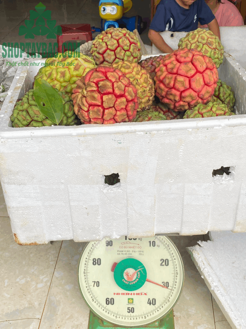 Quả na rừng Tây Bắc (1 kg)