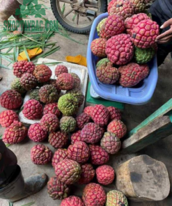 Na rừng thu mua đúng vụ