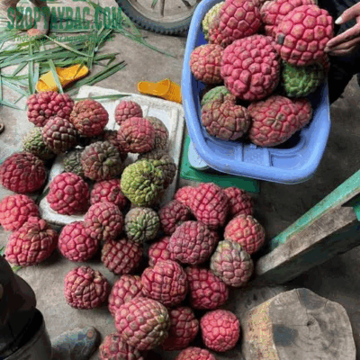 Na rừng thu mua đúng vụ