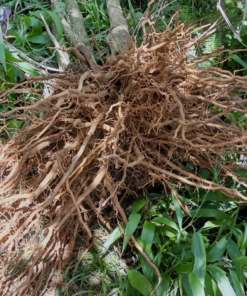 Rễ cây sâm cau