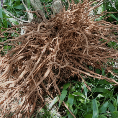 Rễ cây sâm cau