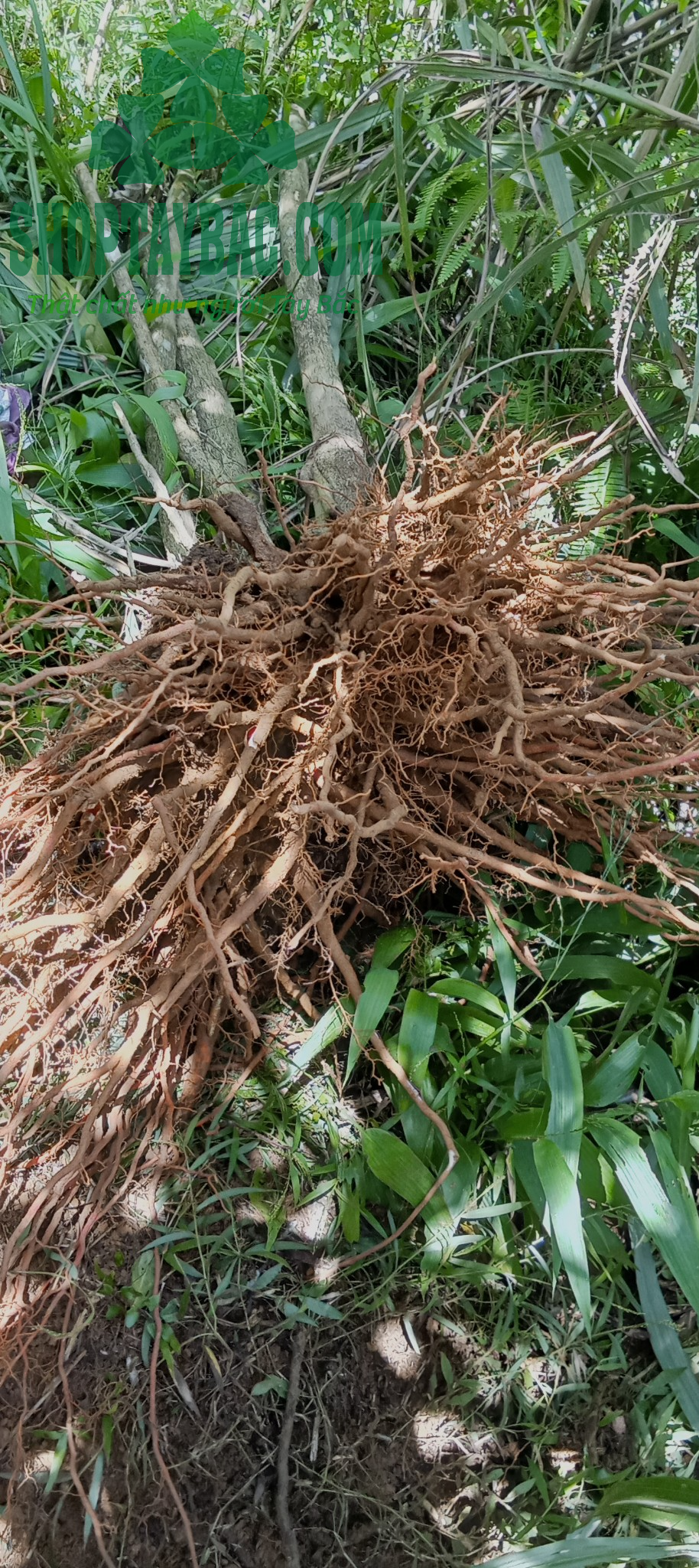 Rễ cây sâm cau