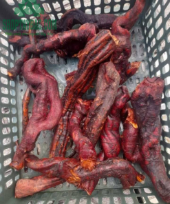 Rễ mú từn tươi được thu mua từ bà con Tây Bắc
