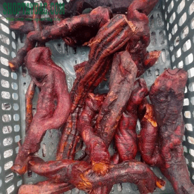 Rễ mú từn tươi được thu mua từ bà con Tây Bắc