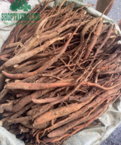 Sâm cau được thu mua, sơ chế hoàn toàn thủ công