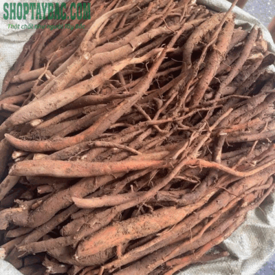 Sâm cau được thu mua, sơ chế hoàn toàn thủ công
