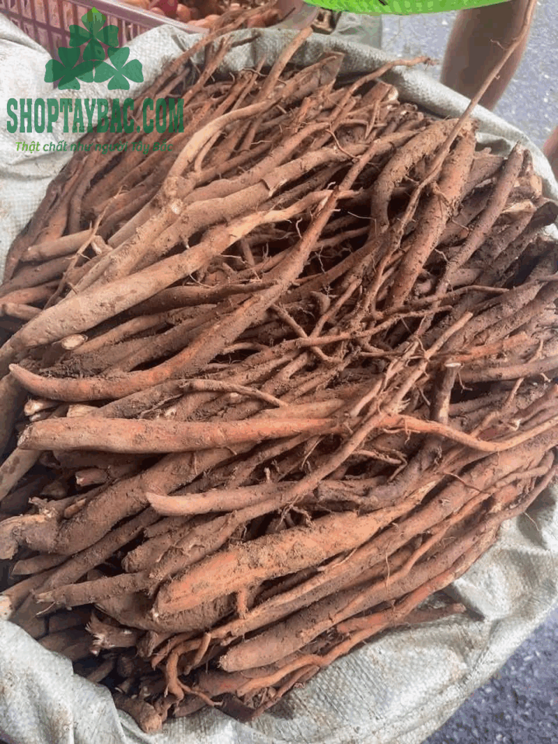 Sâm cau đỏ khô (1 kg)
