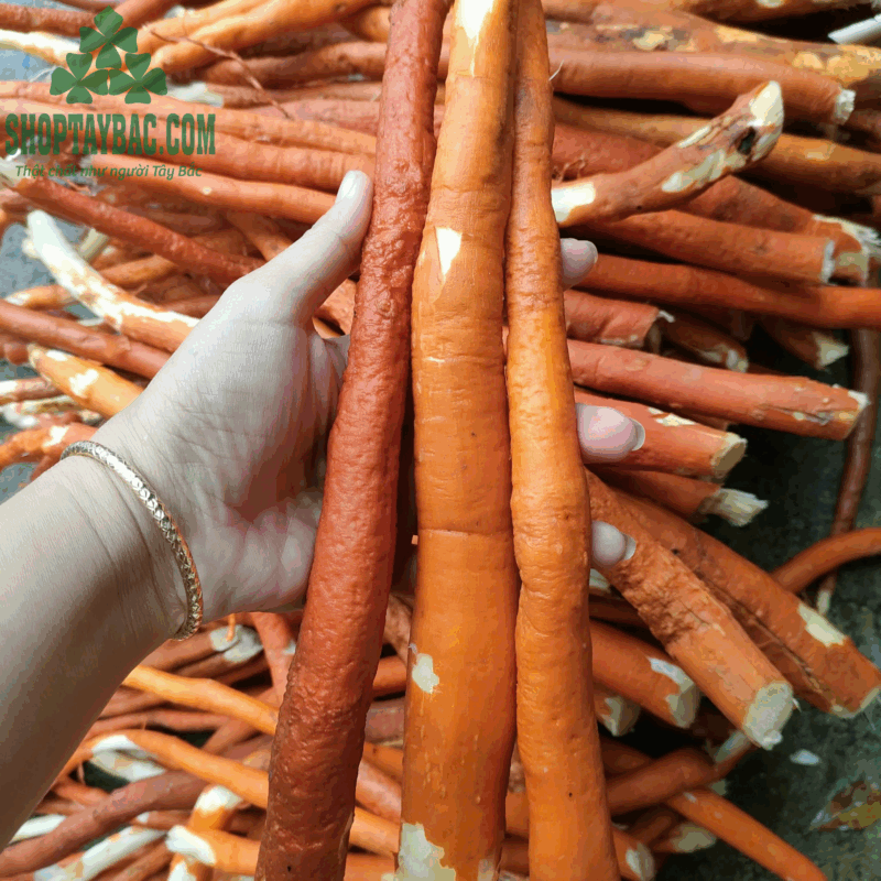 Sâm cau đỏ khô (1 kg)