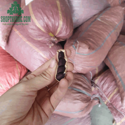 Lạc đen Tây Bắc đúng vụ giá tốt nhất