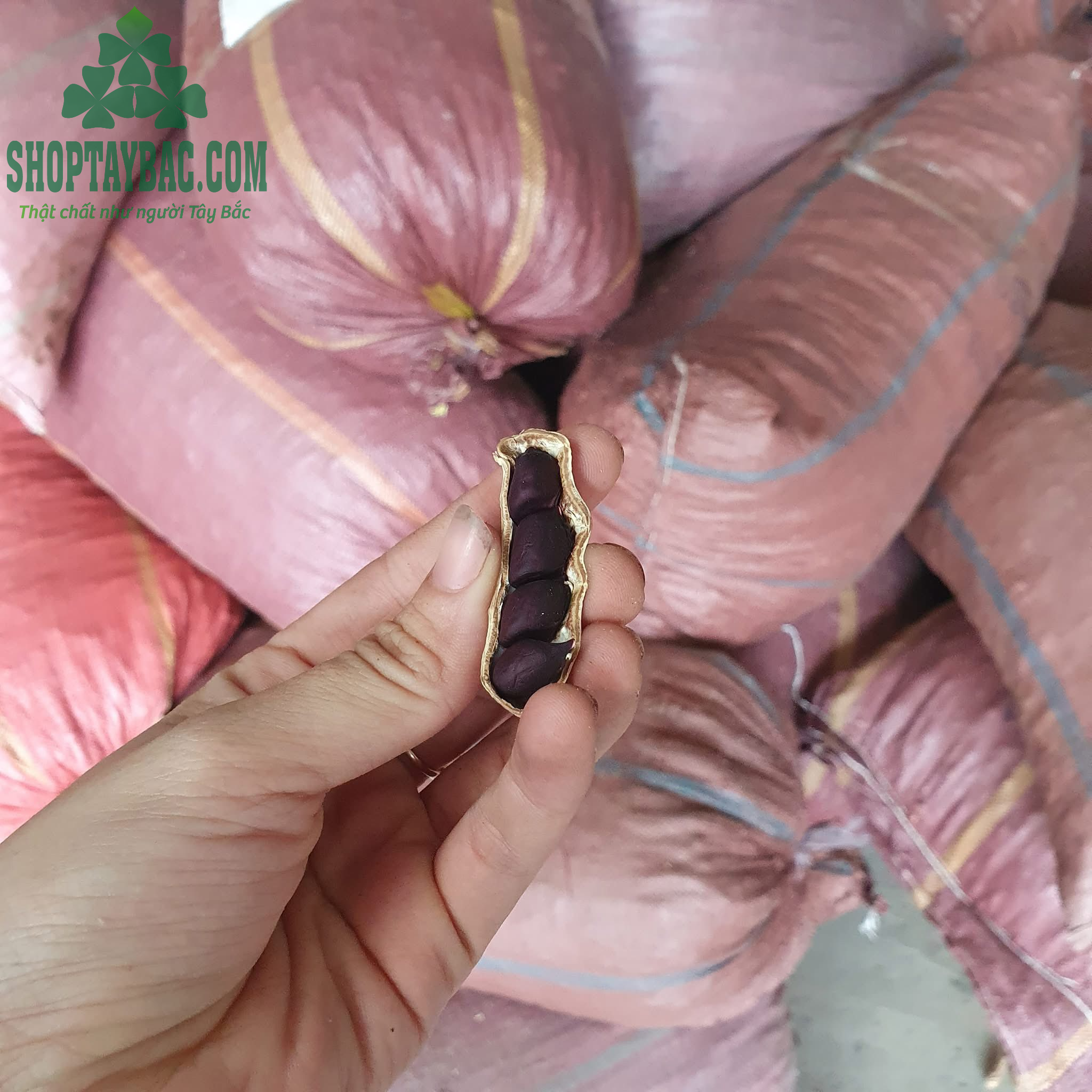 Lạc đen Tây Bắc đúng vụ giá tốt nhất