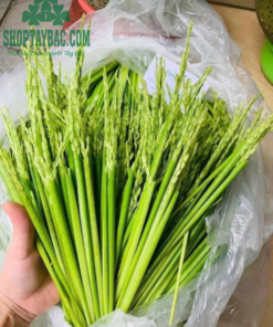 Lúa đòng đòng thu hái từ bà con Tây Bắc