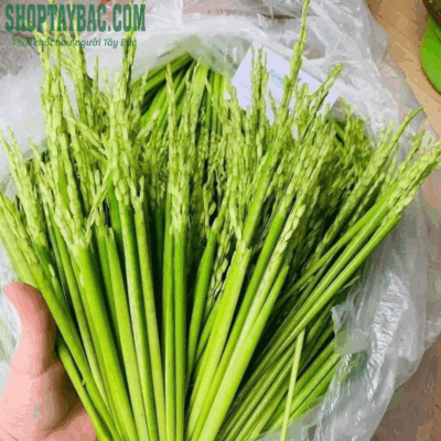 Lúa đòng đòng thu hái từ bà con Tây Bắc