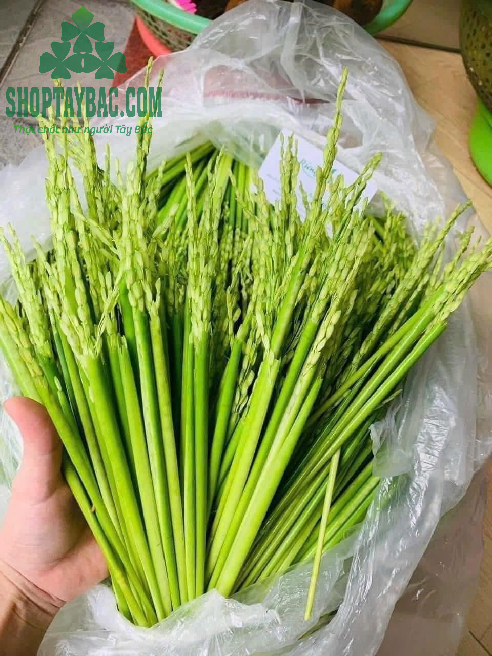 Lúa đòng đòng thu hái từ bà con Tây Bắc