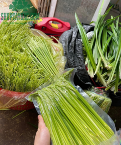Lúa đòng đòng tươi chuẩn bị ngâm rượu