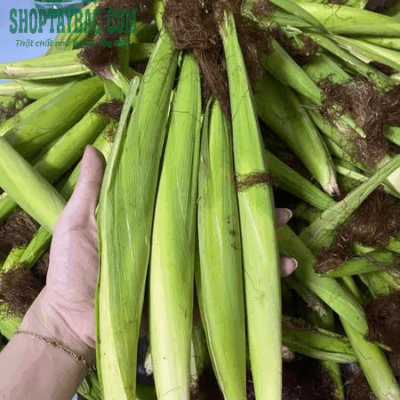Ngô bao tử được thu hái đúng vụ
