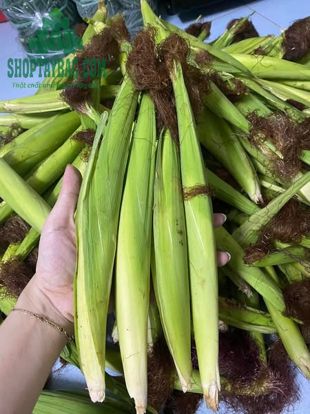 Ngô bao tử được thu hái đúng vụ