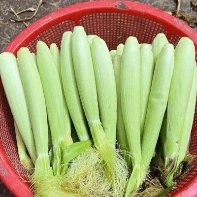 Ngô bao tử thu mua trực tiếp từ bà con