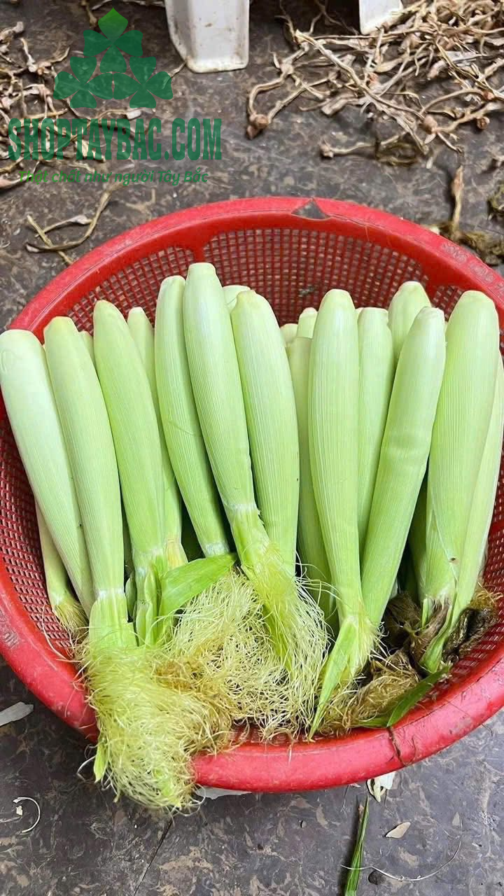 Ngô bao tử thu mua trực tiếp từ bà con