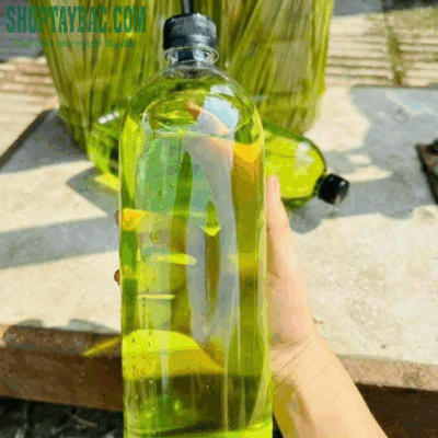 Rượu đòng đòng đóng chai 1 lít