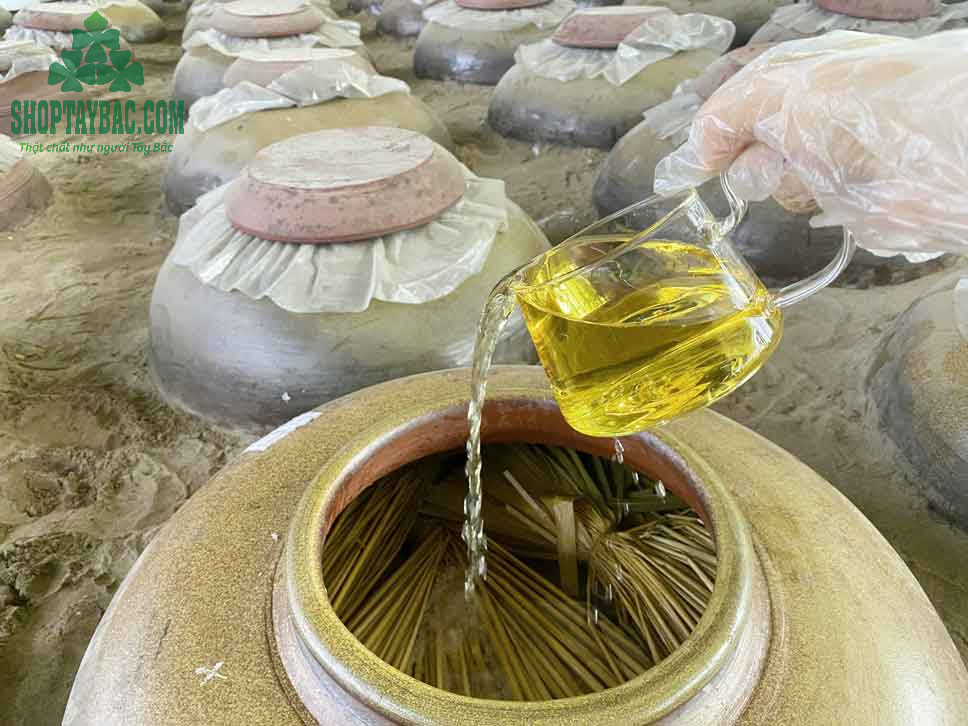 Rượu đòng đòng ngâm chum sành