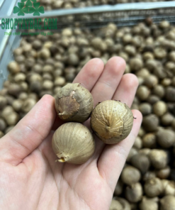 Tỏi đen cô đơn Yên Châu Sơn La