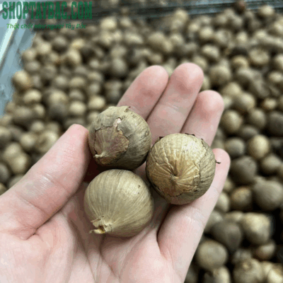 Tỏi đen cô đơn Yên Châu Sơn La
