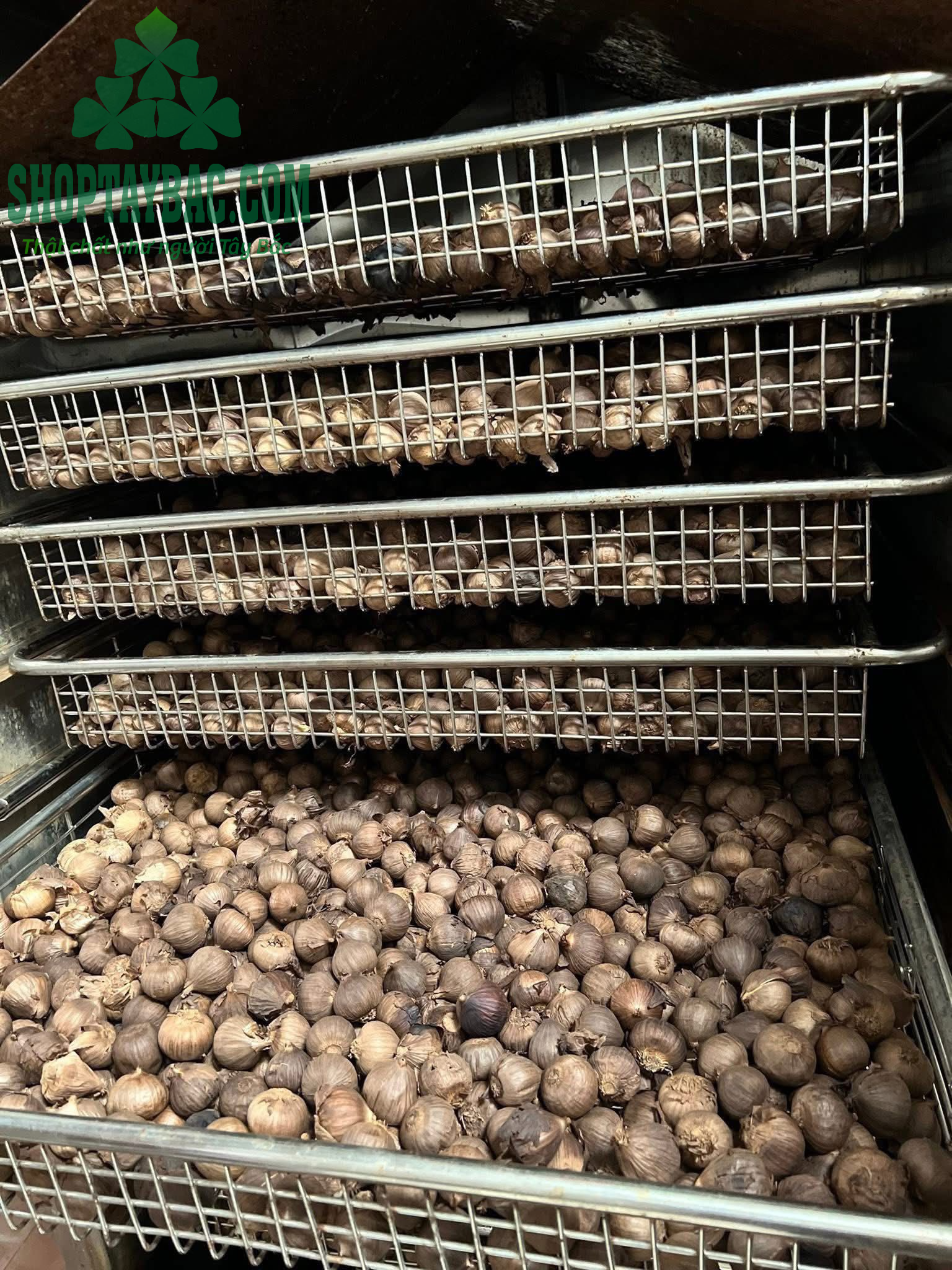 Xưởng sản xuất tỏi đen cô đơn Yên Châu đạt chất lượng VSATTP