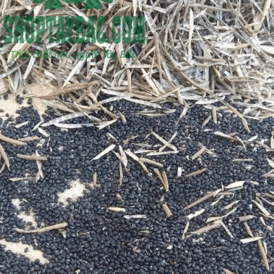 Đậu đen được thu hoạch, phơi sấy thủ công