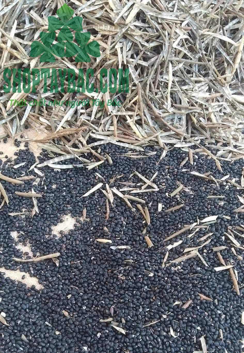 Đậu đen được thu hoạch, phơi sấy thủ công