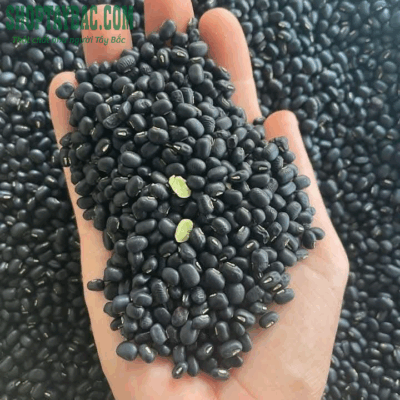 Đậu đen được thu mua trực tiếp từ bà con