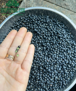 Đậu đen xanh lòng với nhiều công dụng tốt cho sức khỏe