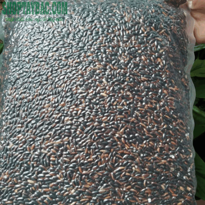 Gạo nếp cẩm nương đóng gói 5kg