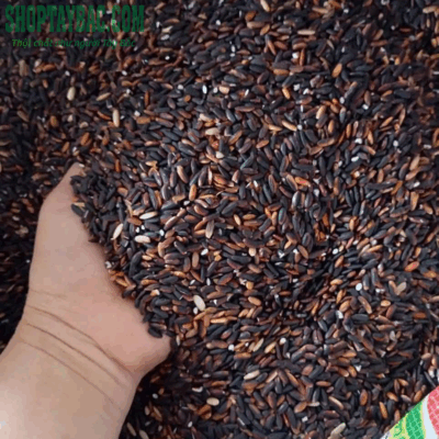 Gạo nếp cẩm nương được thu mua từ vùng trồng Tây Bắc