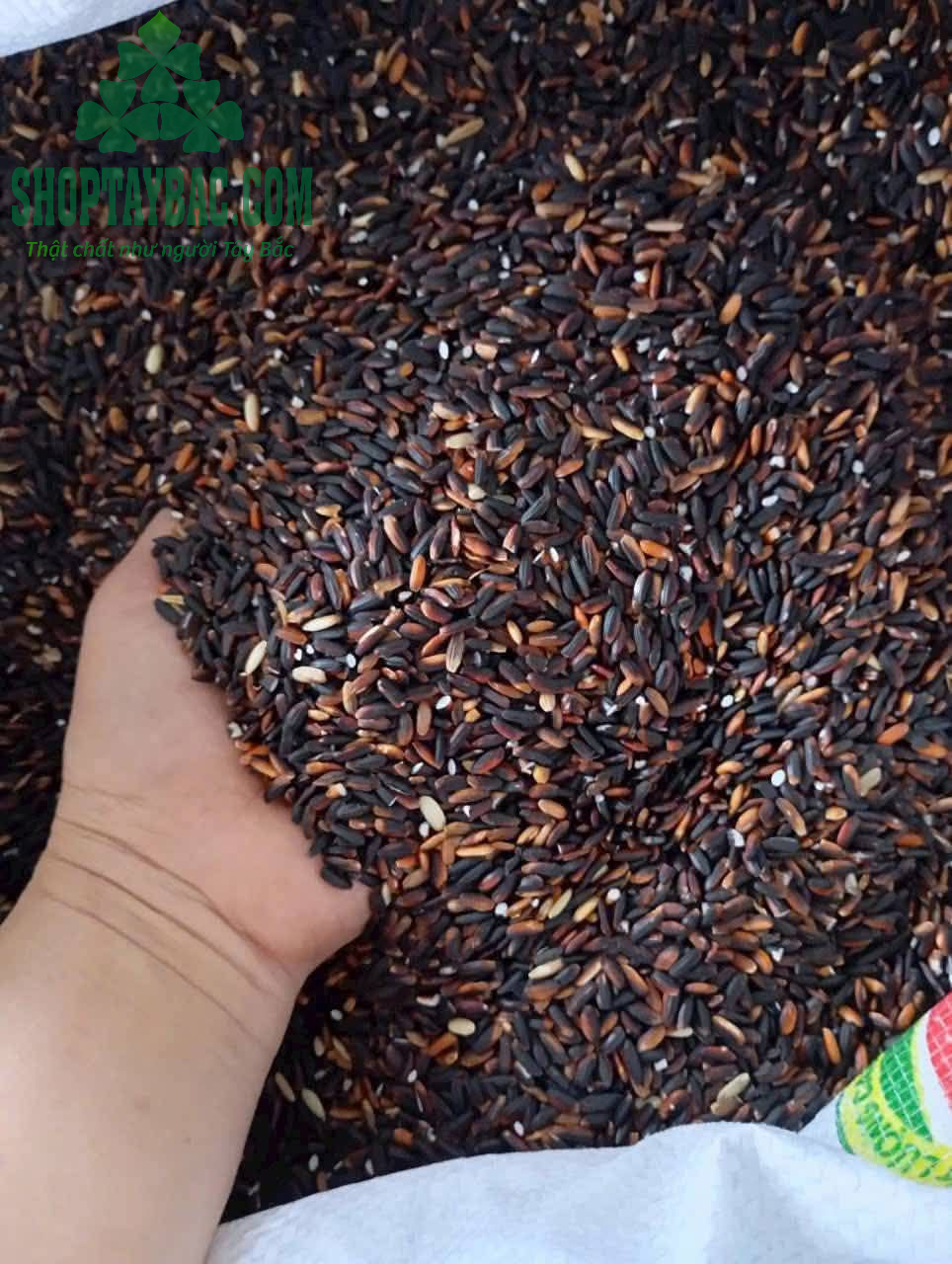 Gạo nếp cẩm nương được thu mua từ vùng trồng Tây Bắc