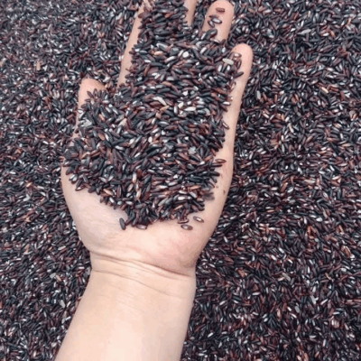 Gạo nếp cẩm nương (5kg)