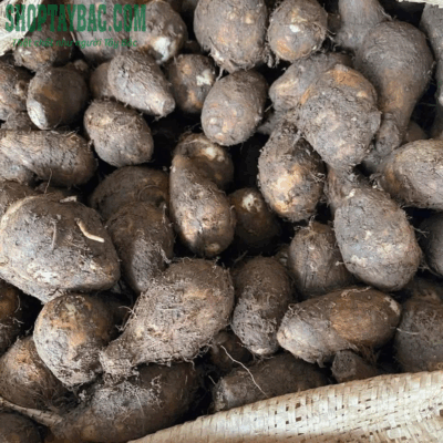 KHoai sọ được thu mua trực tiếp từ bà con tại Yên Bái