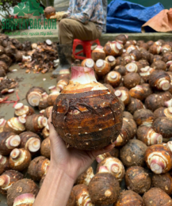 Khoai môn lệ phố (5kg)