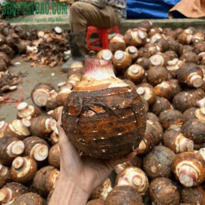 Khoai môn lệ phố (5kg)