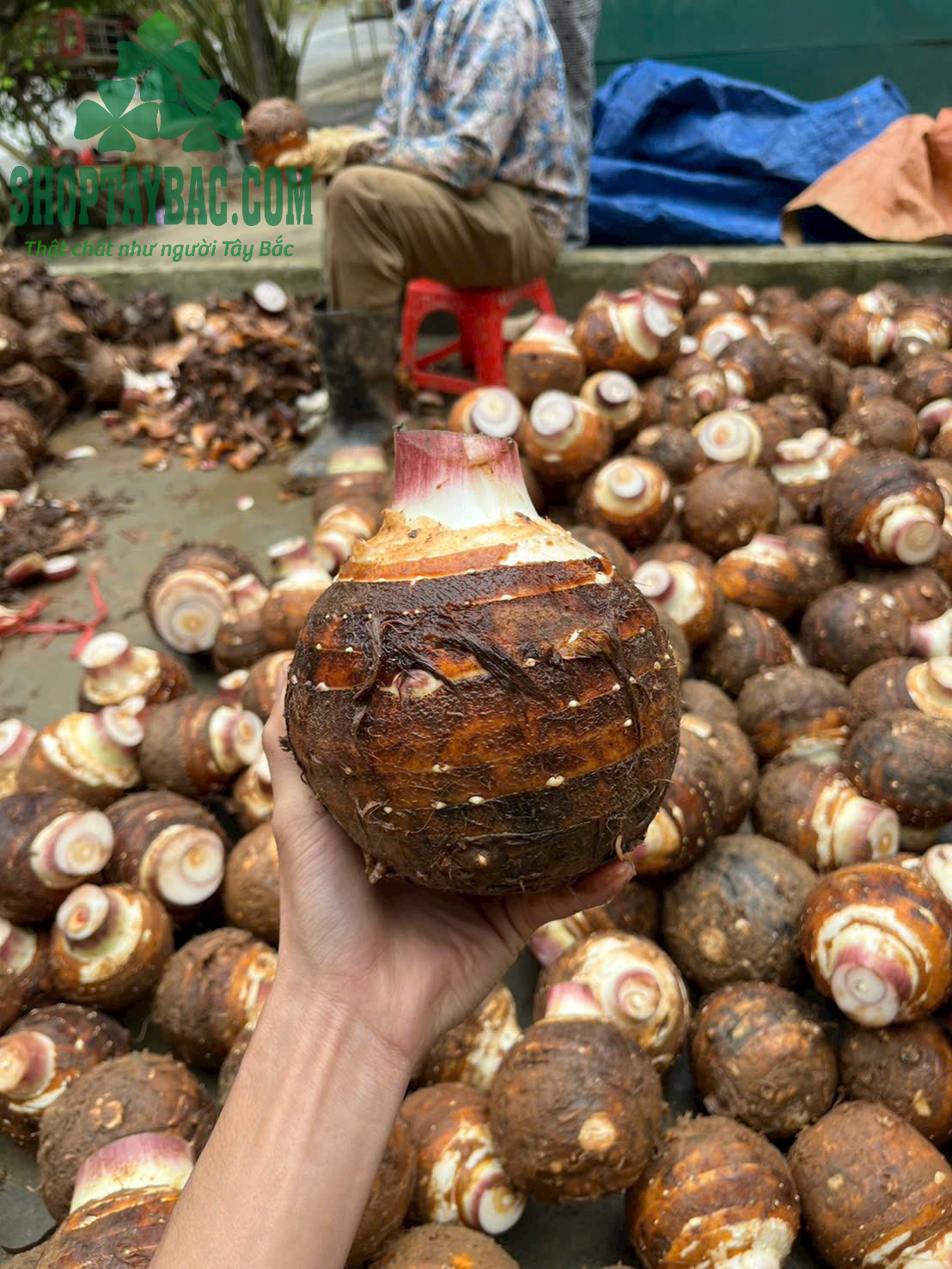 Khoai môn lệ phố (5kg)