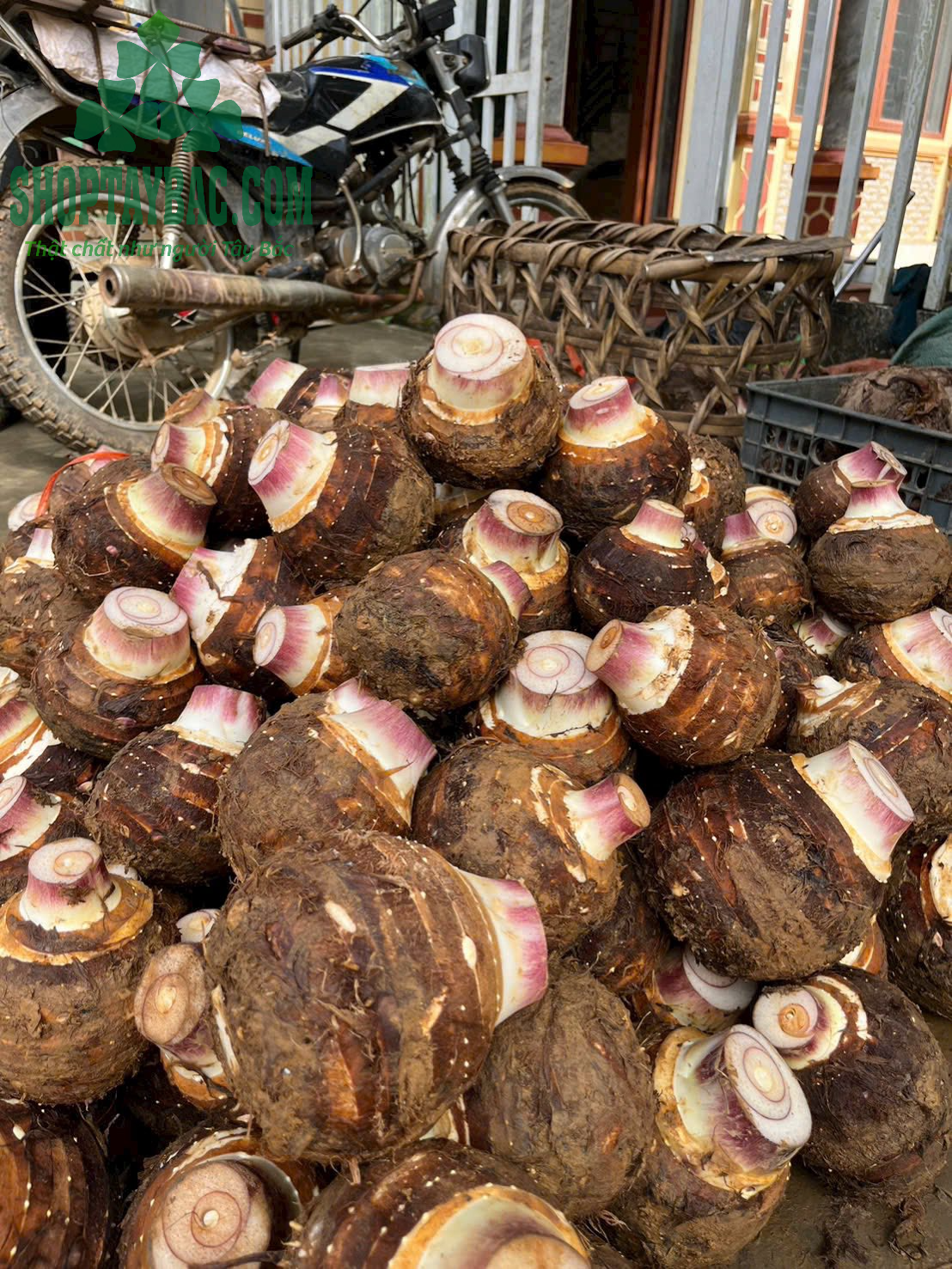 Khoai môn lệ phố đúng vụ