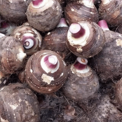 Khoai môn lệ phố loại 1