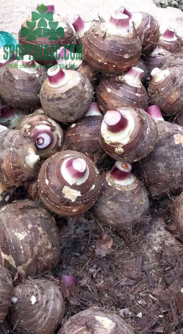 Khoai môn lệ phố loại 1